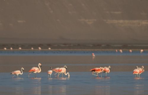 Chilean Flamingo,             Phoenicopterus chilensis. Albuferas de Paraíso, Lima, Perú.             Photo:©Alejandro Tello